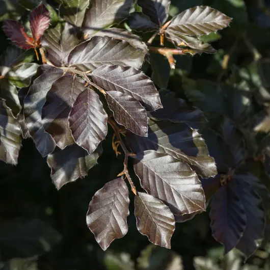 Fagus sylvatica  'purpurea' - rode beuk 100/125