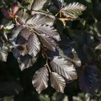 Fagus sylvatica  'purpurea' - rode beuk 60/80