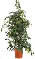 Ficus benj. danielle