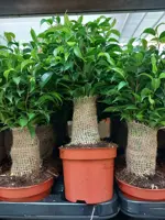 Ficus Benjamina