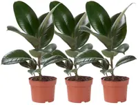 Ficus elastica robusta p27