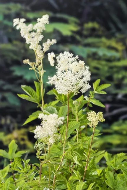 Filipendula ulmaria (Moerasspiraea