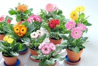 Gerbera Mix