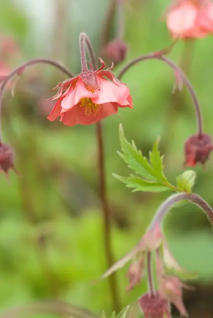 Geum rivale (Knikkend nagelkruid) - image 2