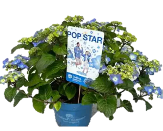 Hydrangea e.s. 'bloomstar'® blue