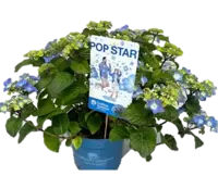 Hydrangea e.s. 'bloomstar'® blue