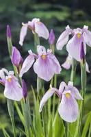 Iris laevigata 'Rose Queen'