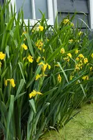 Iris pseudacorus - afbeelding 2