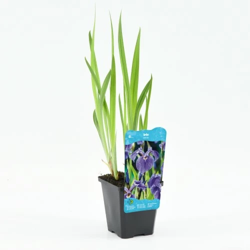 Iris setosa - afbeelding 1