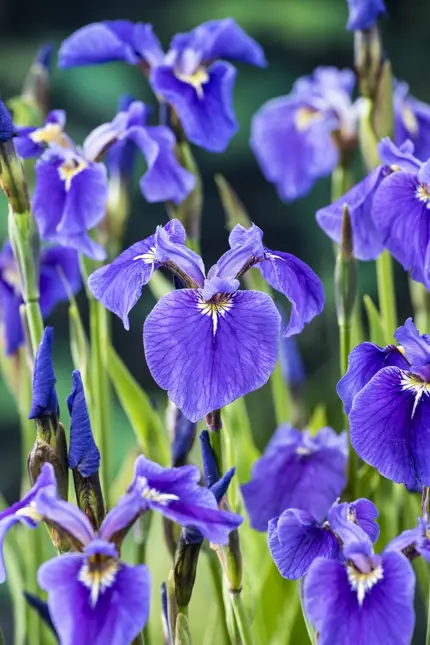 Iris setosa