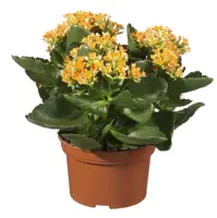 Kalanchoë D10,5 H25 - image 1