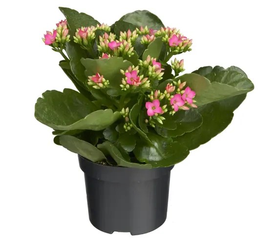 Kalanchoë D10,5 H25 - image 3