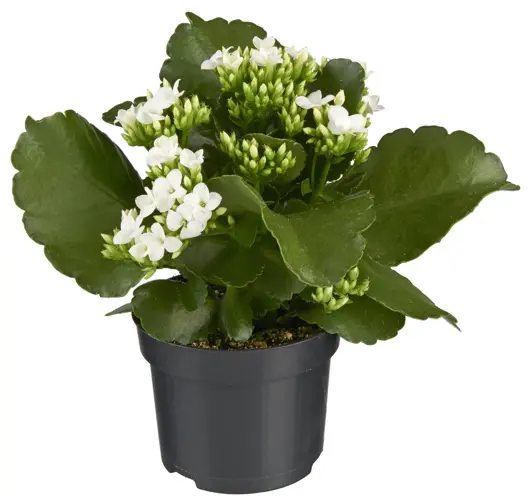 Kalanchoë D10,5 H25 - image 4