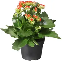 Kalanchoë D13 H32 - image 2