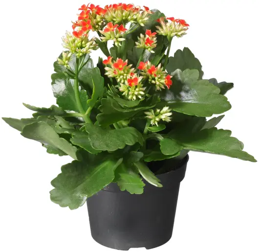 Kalanchoë D9 H20 - image 2