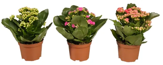 Kalanchoe mix  p12