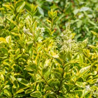 Ligustrum ovalifolium 'aureum' - gele liguster 30/40