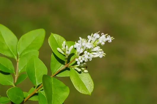 Ligustrum ovalifolium - groene liguster 40/60 - image 2