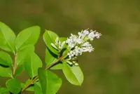 Ligustrum ovalifolium - groene liguster 60/90 - image 2