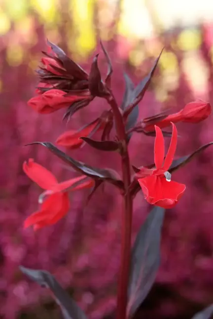 Lobelia cardinalis