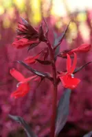 Lobelia cardinalis