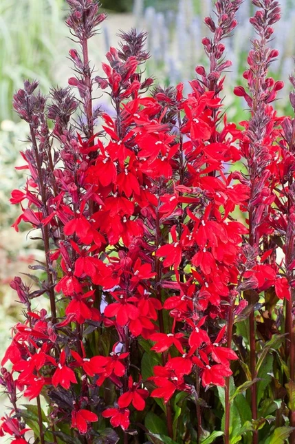 Lobelia cardinalis - afbeelding 2