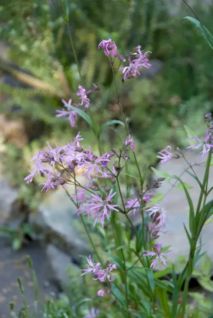 Lychnis flos-cuculi (Echte koekoeksbloem)