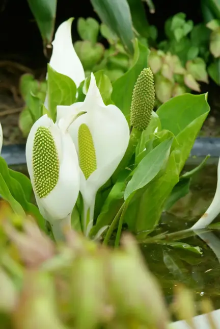 Lysichiton camtschatcensis (Witte moerasaronskelk)