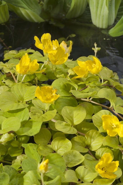 Lysimachia nummularia 'Aurea' (Penningkruid) - afbeelding 2