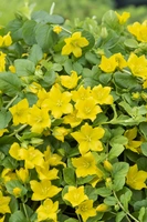 Lysimachia nummularia (Penningkruid) - afbeelding 2