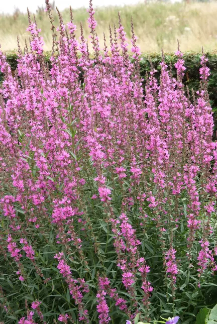 Lythrum salicaria - afbeelding 2