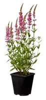 Lythrum salicaria