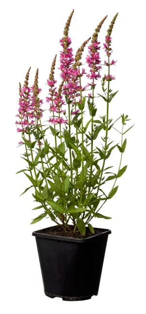 Lythrum salicaria (Kattestaart)