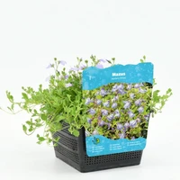 Mazus reptans Blauw - afbeelding 1