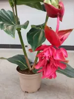 Medinilla - image 1