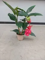 Medinilla - image 2