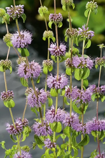 Mentha pulegium (Dwergwatermunt)