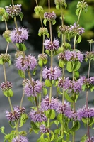 Mentha pulegium (Dwergwatermunt) - afbeelding 2