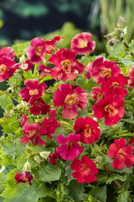 Mimulus 'Bonfire Red' (Maskerbloem)