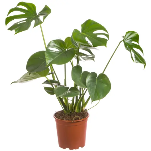 Monstera D24 H80