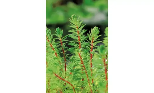 Myriophyllum red stem