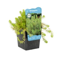 Myriophyllum Red Stem