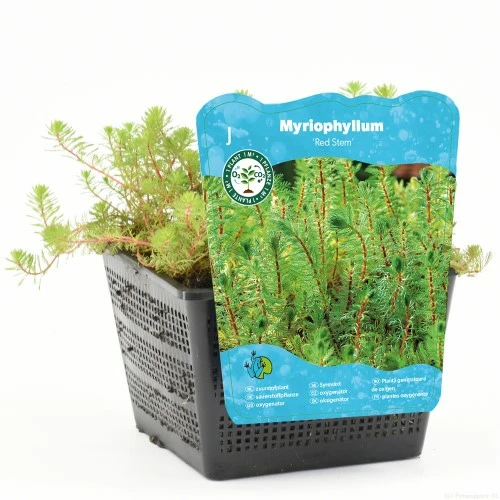 Myriophyllum red stem