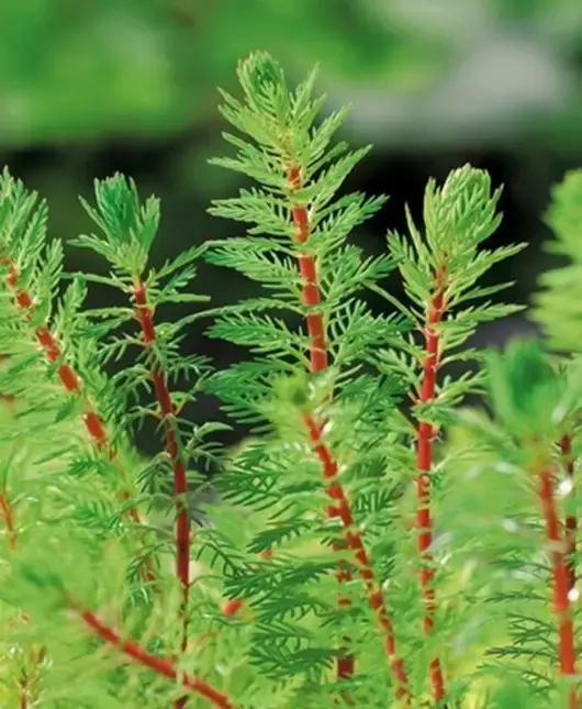 Myriophyllum Red Stem