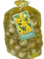 Narcissus geel 70st