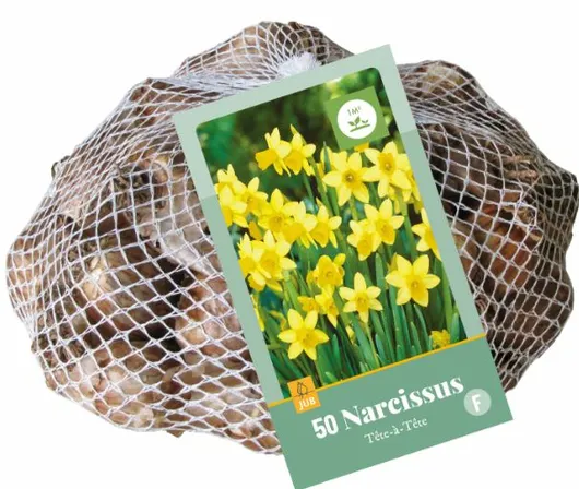 Narcissus tete-a-tete 50st