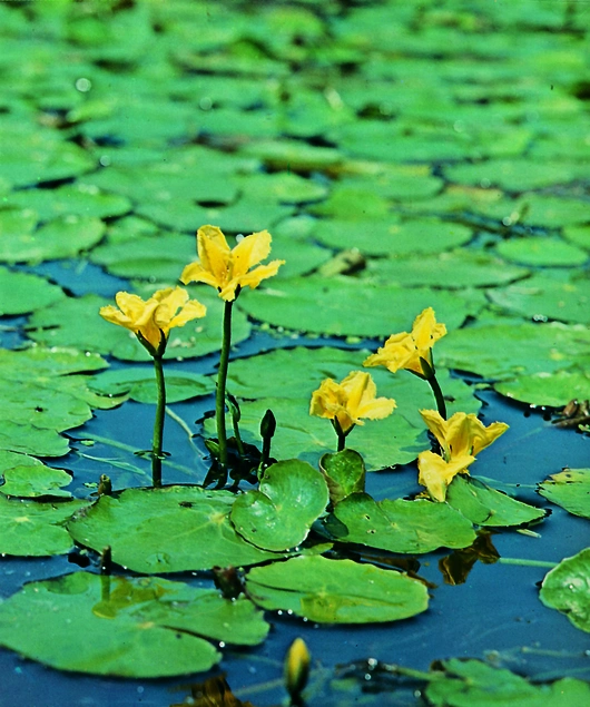 Nymphoides peltata - afbeelding 2