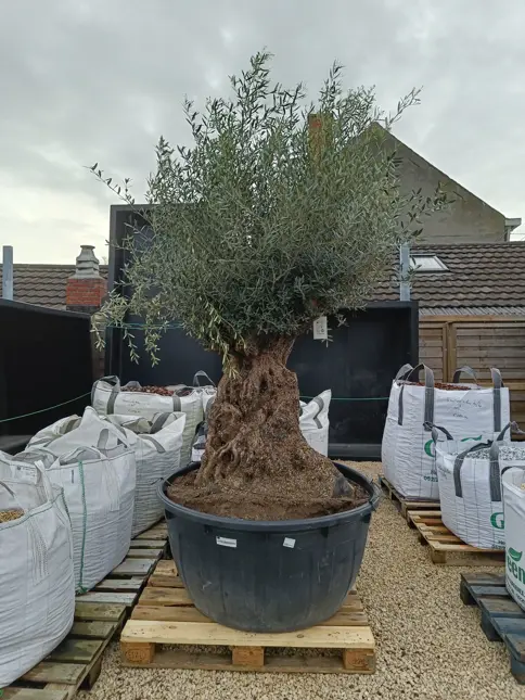 Olijfboom bonsai 500l