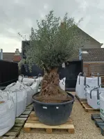 Olijfboom bonsai 500l