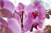 Orchidee 2-tak - afbeelding 2